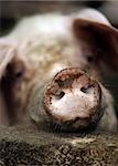 Dirty the pig in a shelter close-up