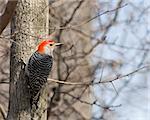 A Red-bellied woodpecker perched on a tree trunk.