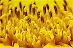 Macro close up shot of sunflower Helianthus annuus