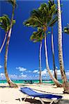 Sandy beach on Caribbean resort with tall palm trees