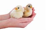 two newborn chicks safe in human hands