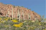 Cactus and yellow wildflowers, Tonto National Monument near Roosevelt, Arizona