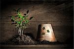 Close-up of young plant  with flower pot