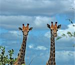 Two curious Giraffes in the bushveld of South Africa.