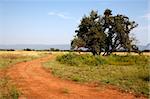 dirt track within entabeni game reserve welgevonden waterberg limpopo province south africa