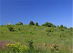 wild meadow on a hill