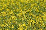 sea of canola flowers