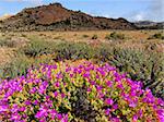 Landscape with wild flowers (Drosanthemum hispidum), Namaqualand, South Africa