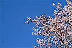 Cherry blossoms close up over clear blue sky.