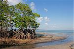 Mangrove tree at low tide, Vilanculos coastal sanctuary, Mozambique, southern Africa