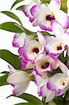 Beautiful tropical orchid bouquet