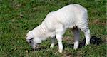 Adorable Spring lamb eating grass