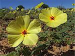 Yellow flowers of Tribulus zeyheri against a blue sky, Kalahari, South Africa