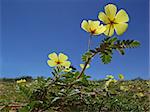 Yellow flowers of Tribulus zeyheri against a blue sky, Kalahari, South Africa