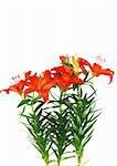 Beautiful red blooming lilieswith green leaves isolated