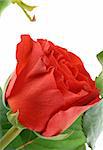 gorgeous red rose on white