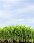 green fresh grass with water drops on blue sky background