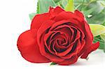 red rose - real macro