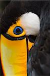 Toco toucan in the Parque das Aves - Foz do Iguacu - Brazil