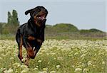 running purebred rottweiler in a field with flowers,