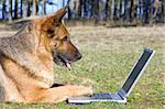 Germany Sheep-dog laying on the grass with laptop