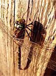 dragonfly alone on a piece of wood