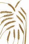 Wheat. A ripe agriculture isolated on a white background