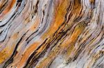 close up of old pine tree wooden texture