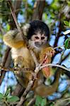 cute squirrel monkey (saimiri) on a tree