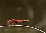 This species of dragonfly is found in Malta and Southern Europe known as the red darter male