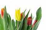 bouquet of colorful tulips on white