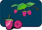 Vector color illustration of a raspberry.  The vector file is in AI-EPS8 format.