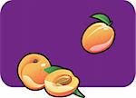 Vector color illustration of a apricot.