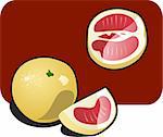 Vector color illustration of a grapefruit.