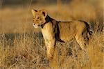 Young lion cub (Panthera leo) in early morning light, Kalahari desert, South Africa