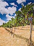 rolling vinyards in the Galilee Israel