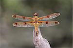 Painted Skimmer Dragonfly (Libellula semifasciata) perched on a stick