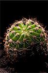 a small cactus on black background