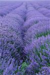 Color lavender field. herbal landscape of aromatic  plant
