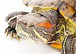 head and face of a turtle - Pseudemys scripta elegans - close up