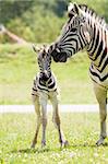 A mother zebra taking care of her baby