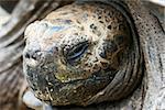 Macro headshot of a giant Galapagos tortoise