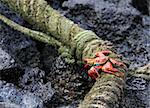 Sally Lightfoot Crab eating of a rope