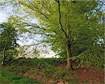 bright  green forest on the edge of the woods