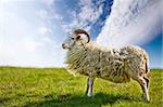 A sheep in a pasture against a blue sky with back lighting.