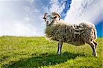 A sheep isolated against a sky