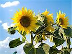 beautiful sunflowers in a sunny day with a beautiful blue sky in the background