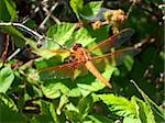 Close up of a big red dragonfly.