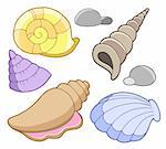 Sea shells collection - vector illustration.