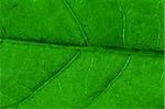 macro green leaf structure background
